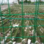 コーニッシュフィールド-台風被害状況